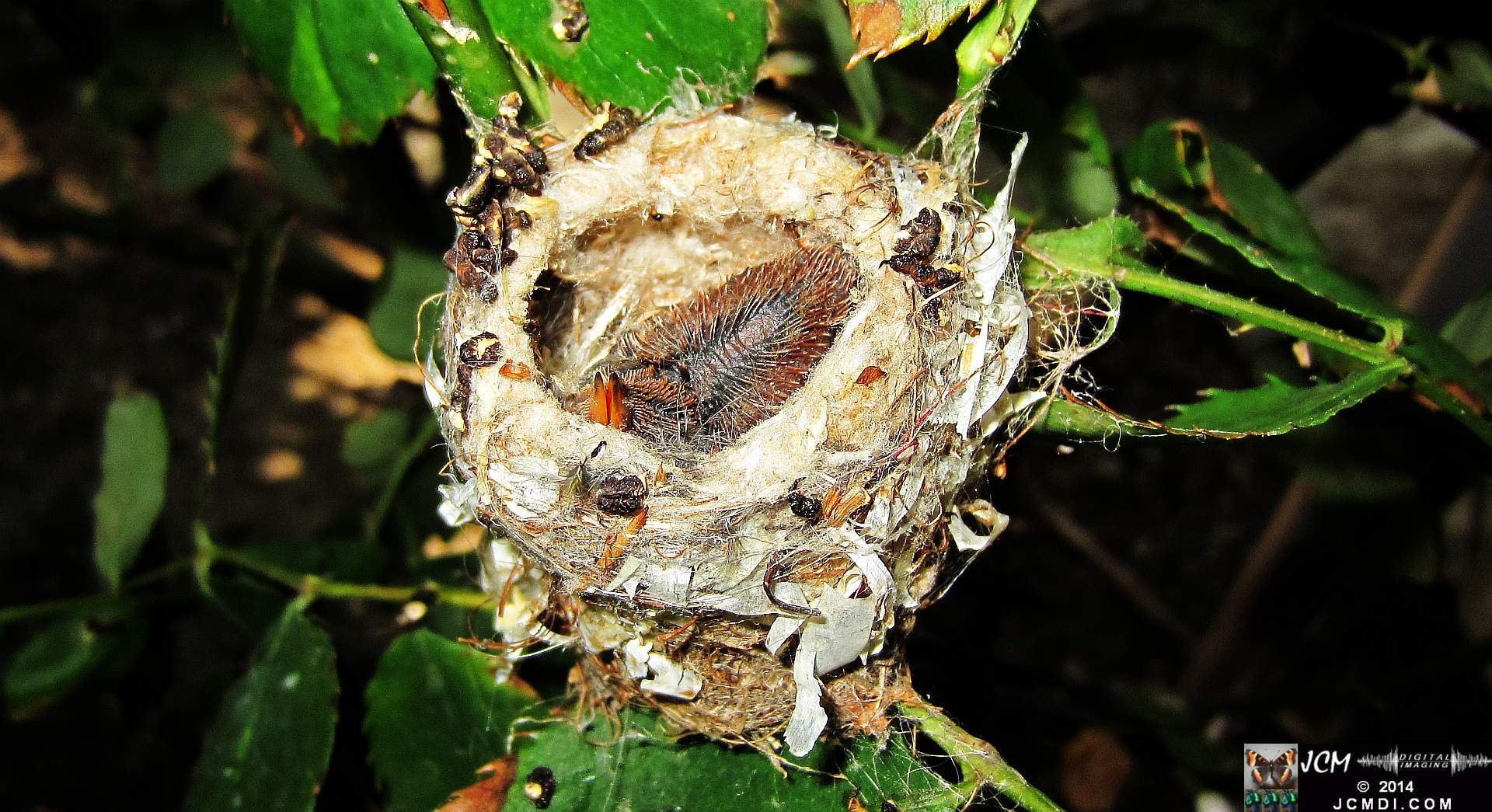Allens Hummingbird nest and chick 3-16-2014